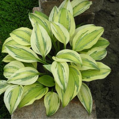 Hosta 'Captain's Adventure'